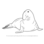 How to Draw a Southern Elephant Seal