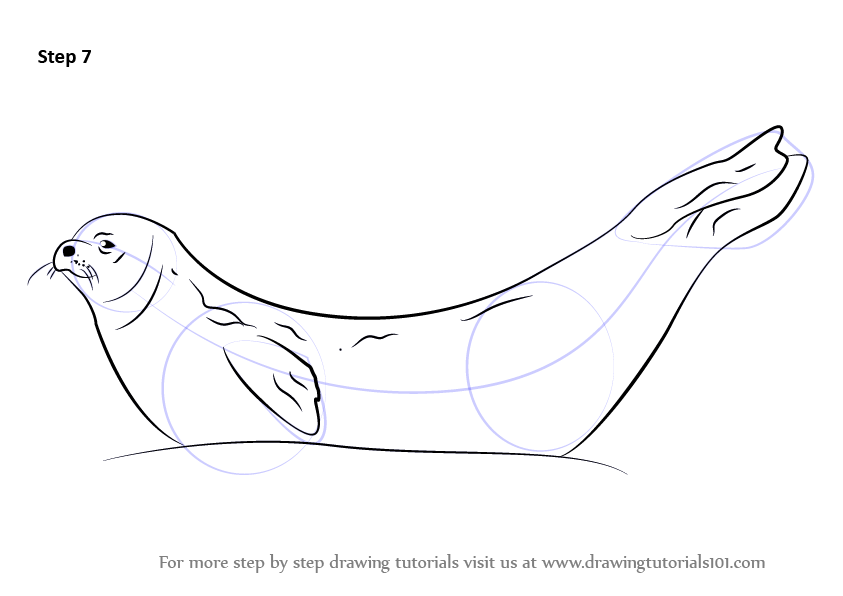 Learn How to Draw a Weddell Seal (Seals) Step by Step : Drawing Tutorials