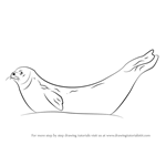 How to Draw a Weddell Seal