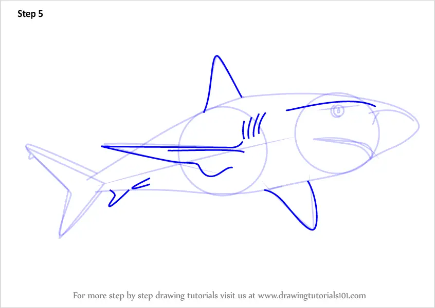 How to Draw a Caribbean Reef Shark (Sharks) Step by Step