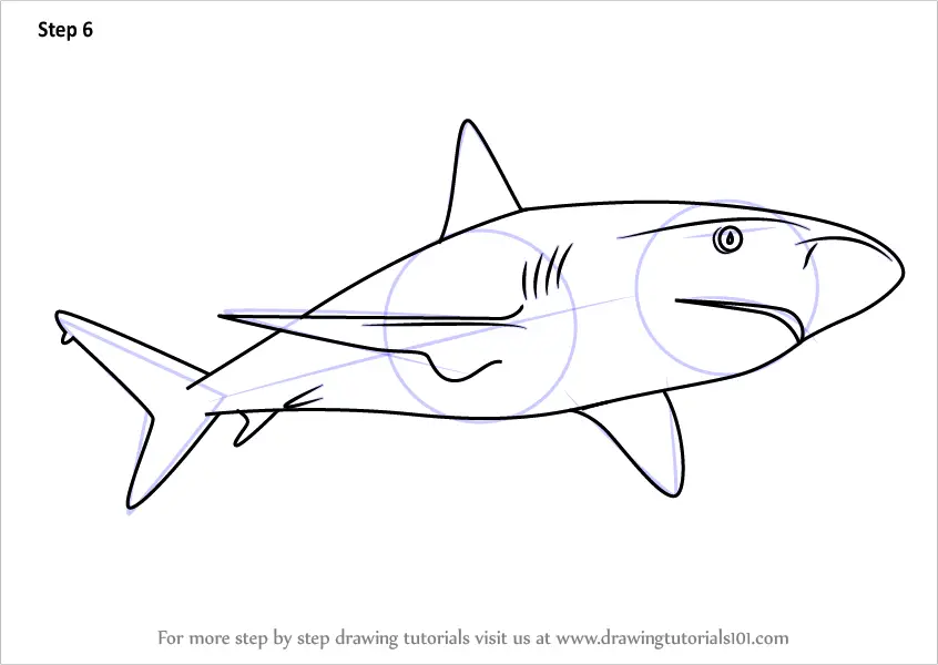How to Draw a Caribbean Reef Shark (Sharks) Step by Step ...