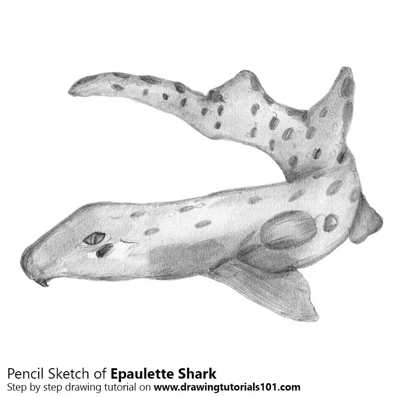 epaulette shark toy