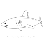 How to Draw a Salmon Shark