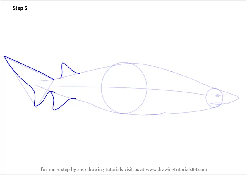 Learn How to Draw a Shark (Sharks) Step by Step : Drawing Tutorials