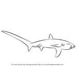 How to Draw a Thresher Shark