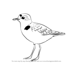 How to Draw a Snowy Plover