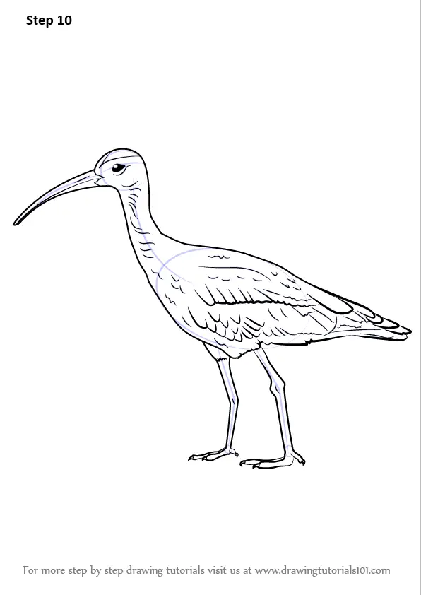 How to Draw a Whimbrel (Shorebirds) Step by Step | DrawingTutorials101.com