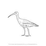 How to Draw a Whimbrel
