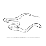 How to Draw a King Brown Snake