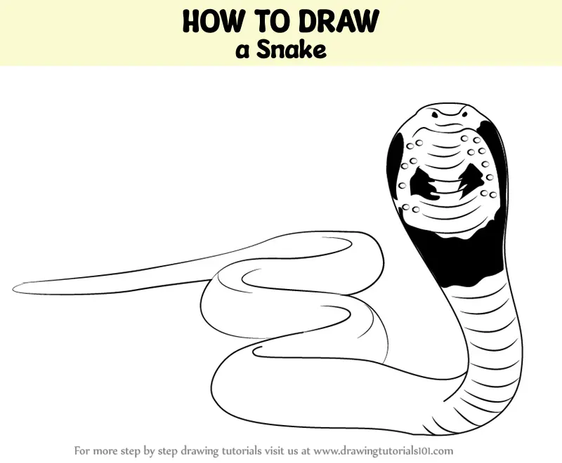 How to Draw a Snake (Snakes) Step by Step | DrawingTutorials101.com