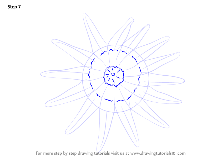 Learn How to Draw a Crown Of Thorns Starfish (Starfishes