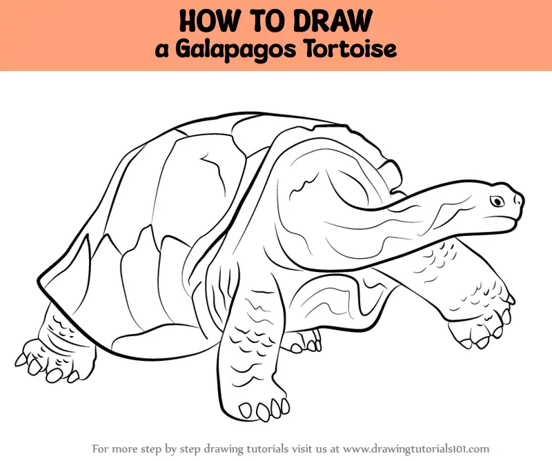 Tortoise (Line Art) by ElementalMistress on DeviantArt