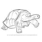 How to Draw a Galapagos Tortoise