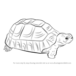 How to Draw a Greek Tortoise