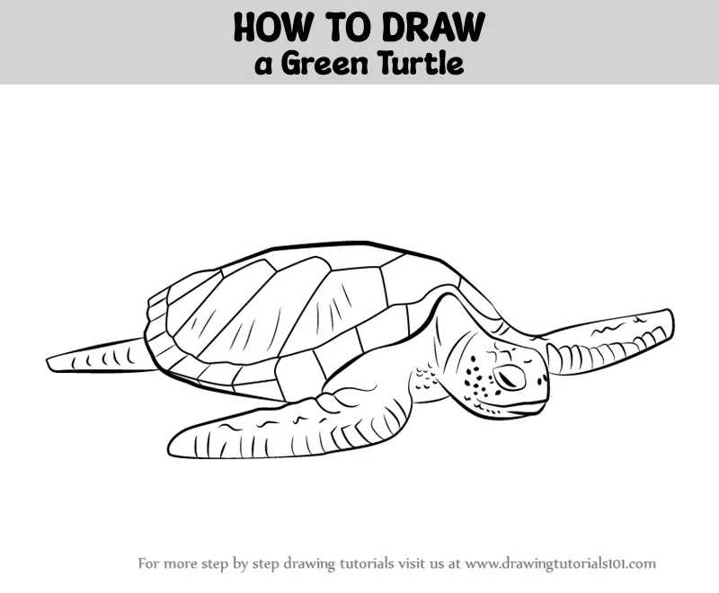 how-to-draw-a-green-turtle-turtles-and-tortoises-step-by-step