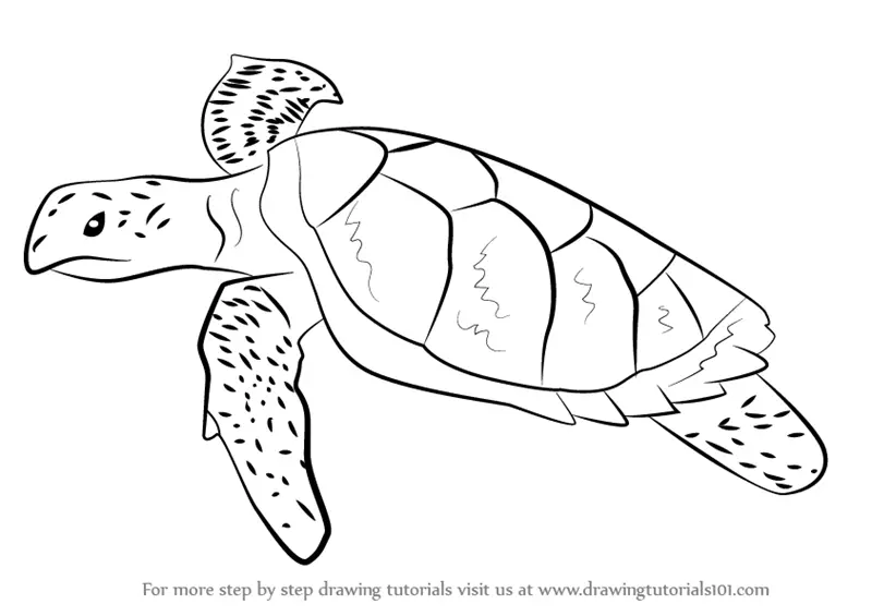 How to Draw a Hawksbill Turtle