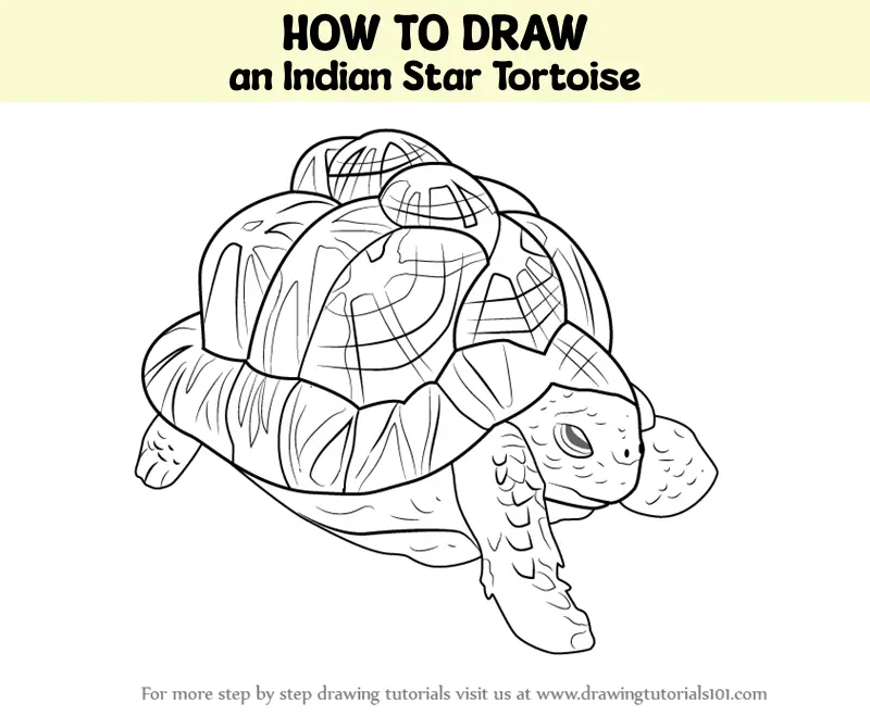 How To Draw An Indian Star Tortoise (Turtles And Tortoises) Step By ...