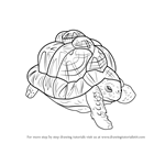 How to Draw an Indian Star Tortoise