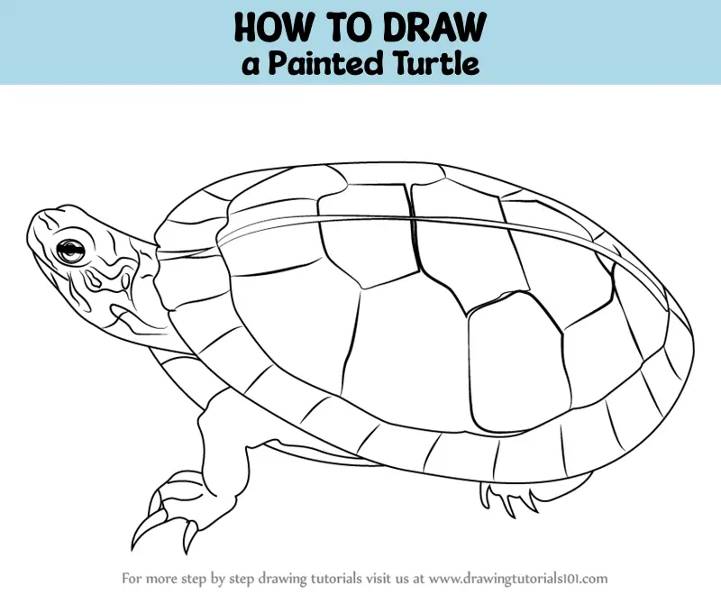 How to Draw a Painted Turtle (Turtles and Tortoises) Step by Step ...