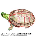 How to Draw a Painted Turtle