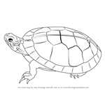 How to Draw a Painted Turtle