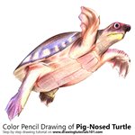 How to Draw a Pig-Nosed Turtle