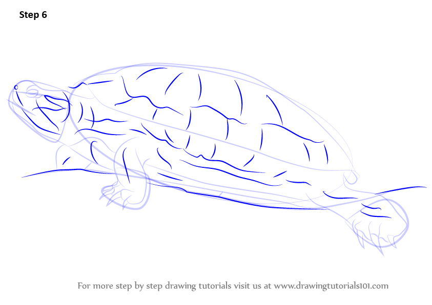 Learn How to Draw a RedEared Slider (Turtles and Tortoises) Step by