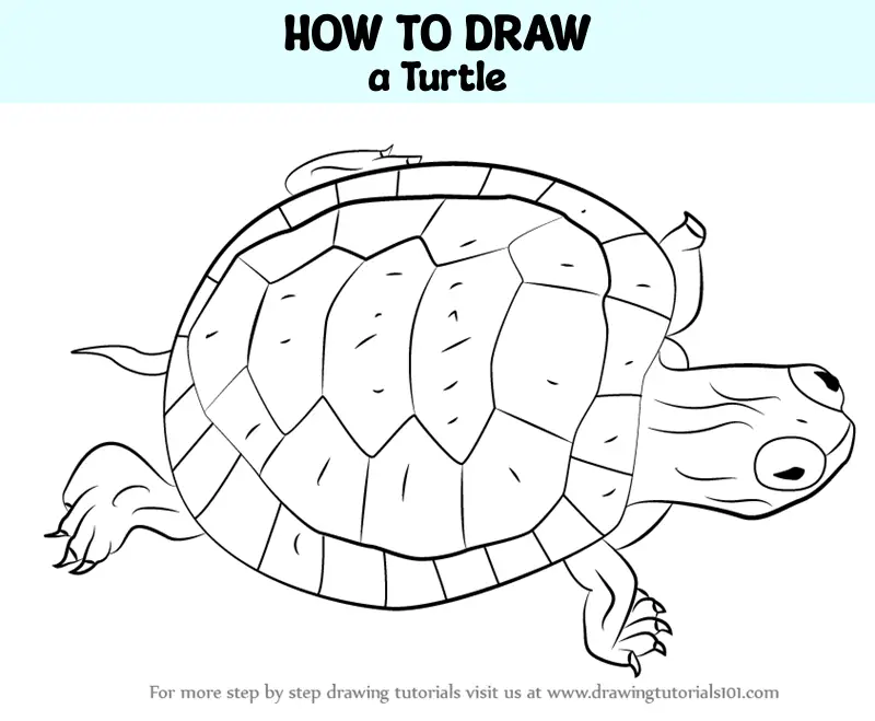 how to draw Turtle step 0 og