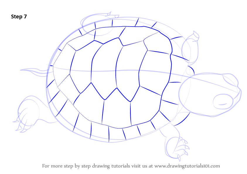 Learn How to Draw a Turtle (Turtles and Tortoises) Step by Step