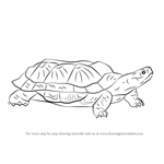How to Draw a Wood Turtle