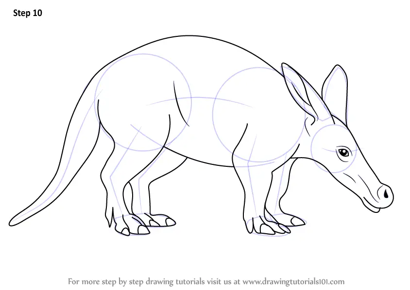 Learn How to Draw an Aardvark (Wild Animals) Step by Step : Drawing