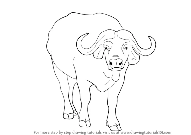 Buffalo Drawing  How To Draw A Buffalo Step By Step