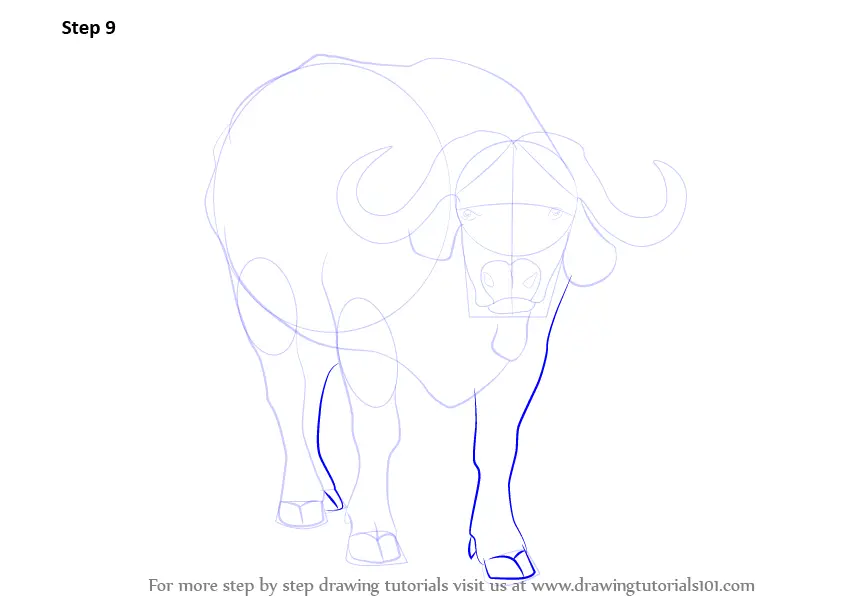 How to Draw an African buffalo (Wild Animals) Step by Step ...