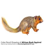How to Draw an African Bush Squirrel