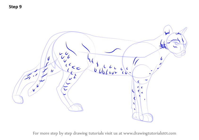 Step by Step How to Draw a African Golden Cat : DrawingTutorials101.com