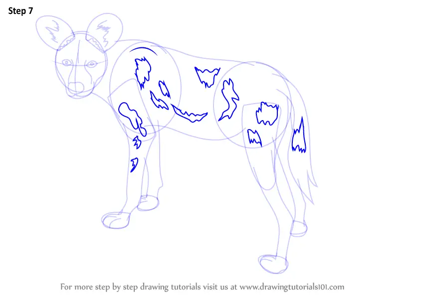How to Draw a African Wild Dog (Wild Animals) Step by Step