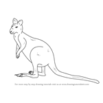 How to Draw an Agile Wallaby