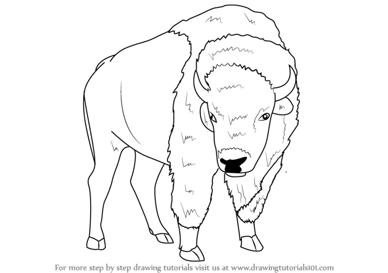 Learn How to Draw an American Bison (Wild Animals) Step by Step