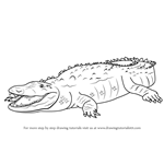 How to Draw an American Crocodile