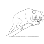 How to Draw a American Marsupial