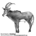 How to Draw an Antelope