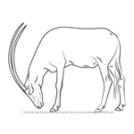 How to Draw a Arabian Oryx