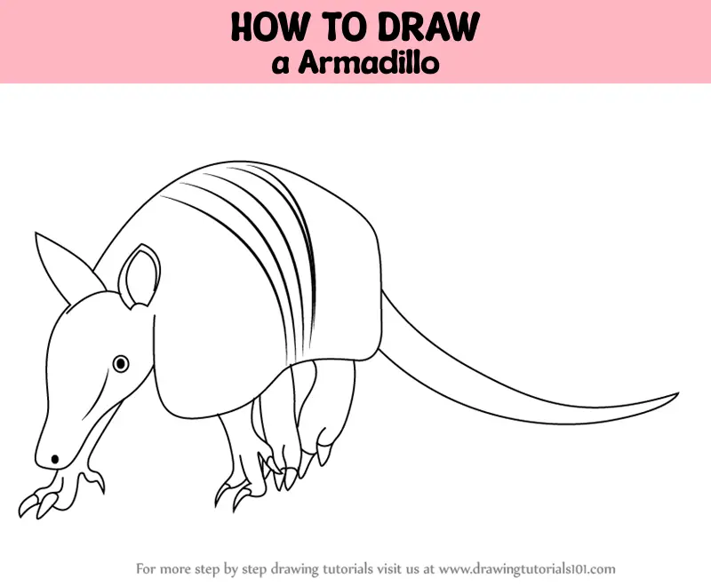 How To Draw An Armadillo 