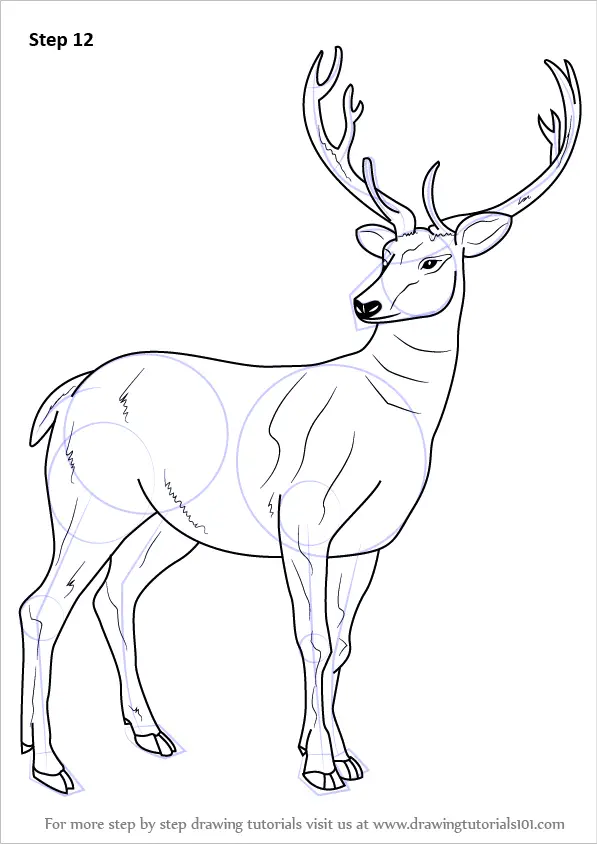 Learn How to Draw a Barasingha Wild Animals Step by Step  Drawing  Tutorials