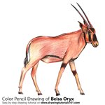 How to Draw a Beisa Oryx