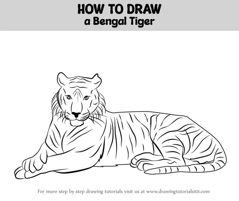 Painted Tiger Simple Drawing Stock Vector (Royalty Free) 501334213 |  Shutterstock