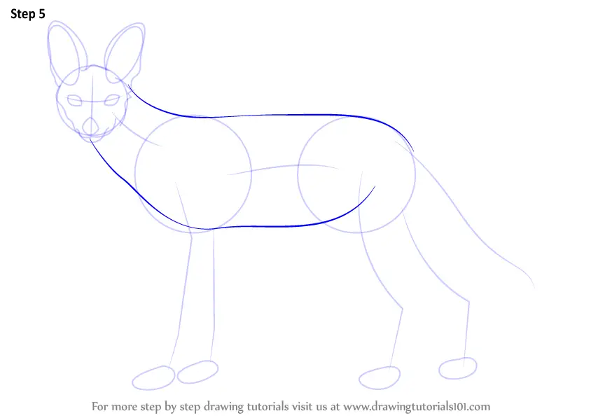 Learn How to Draw a Black-Backed Jackal (Wild Animals) Step by Step