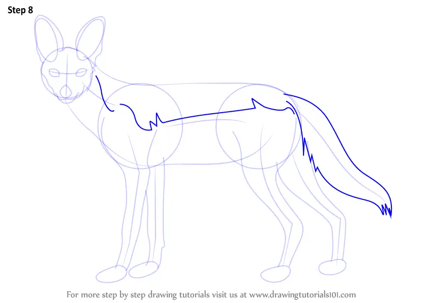 Learn How to Draw a Black-Backed Jackal (Wild Animals) Step by Step