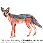 How to Draw a Black-Backed Jackal