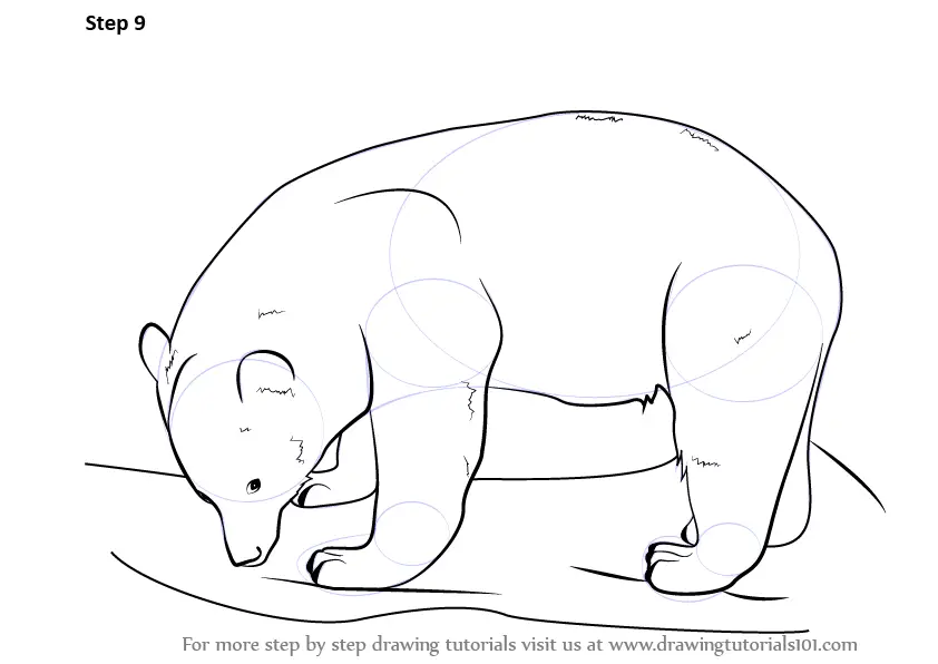 How To Draw A Polar Bear Step by Step  11 Easy Phase
